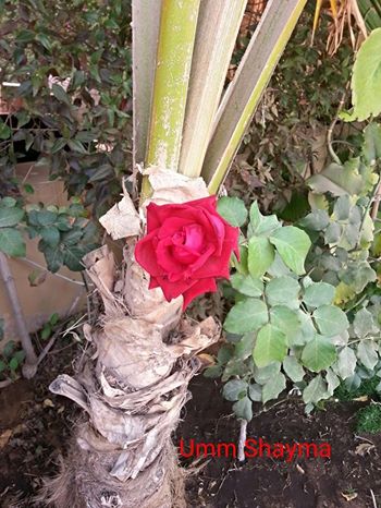 A Red Rose to a Beautiful Soul…